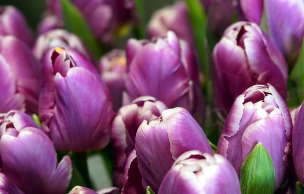 Верхушки фиолетовых тюльпанов на клумбе