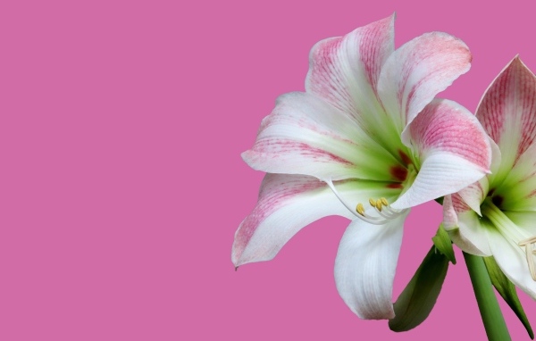 Два цветка амариллиса на розовом фоне