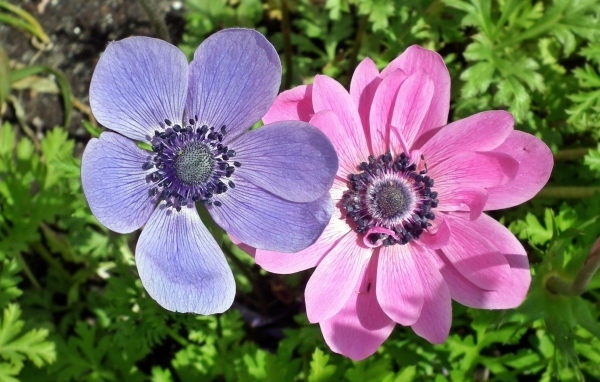 Два цветка анемона в зеленых листьях