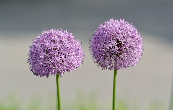 Два красивых  шаровидных цветка крупным планом