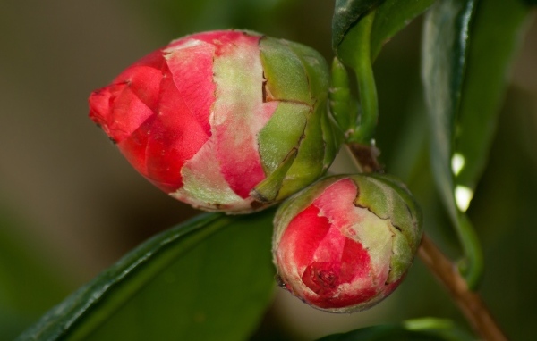 Два бутона красных цветов камелии