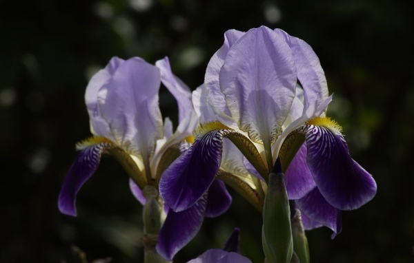 Два цветка ириса на клумбе