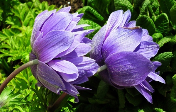 Два сиреневых цветка анемоны крупным планом