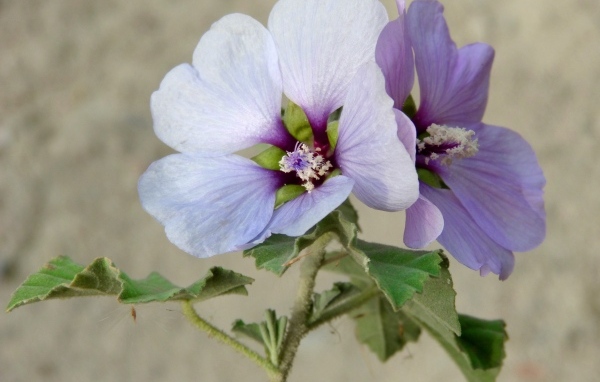 Два сиреневых цветка гибискуса крупным планом