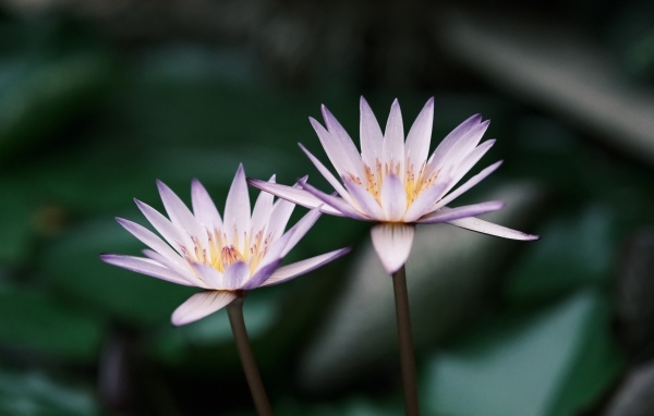 Два сиреневых цветка лотоса в пруду