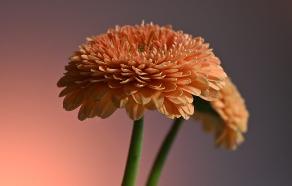 Два пышных цветка герберы крупным планом