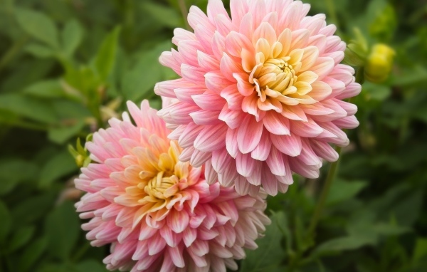 Два пышных розовых цветка георгина