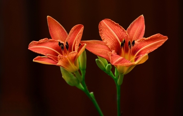 Два оранжевых цветка лилии на коричневом фоне
