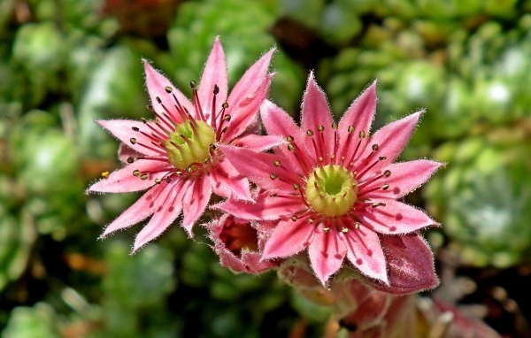 Два розовых цветка крупным планом