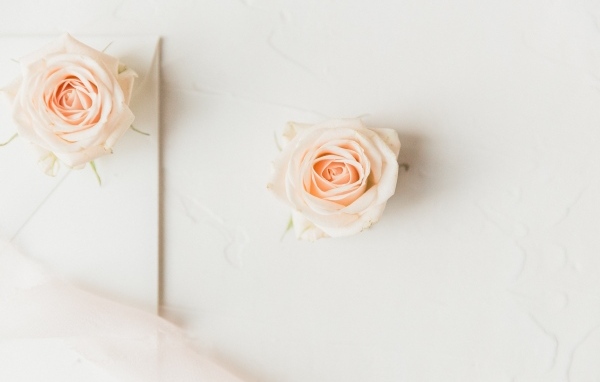 Две розовые розы на белом фоне