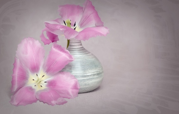 Два розовых тюльпана с вазой на сером фоне