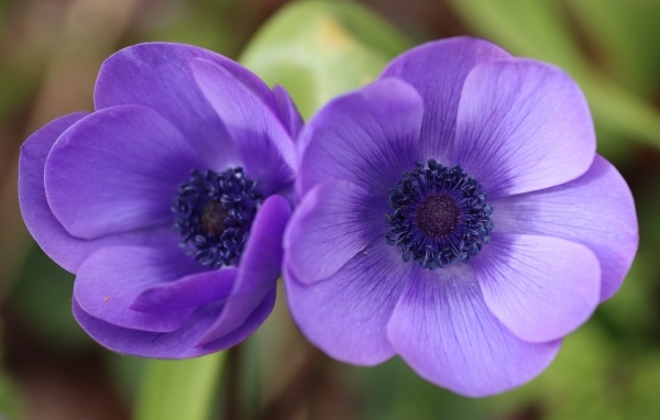 Два фиолетовых цветка анемона