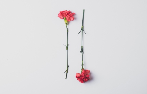 Две красные гвоздики на сером фоне