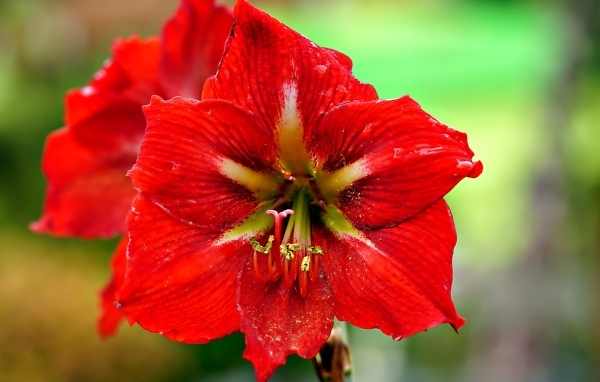 Два красных комнатных цветка амариллиса