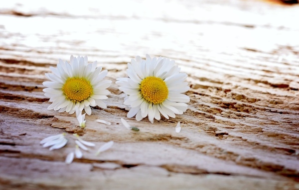 Два белых цветка ромашки на столе