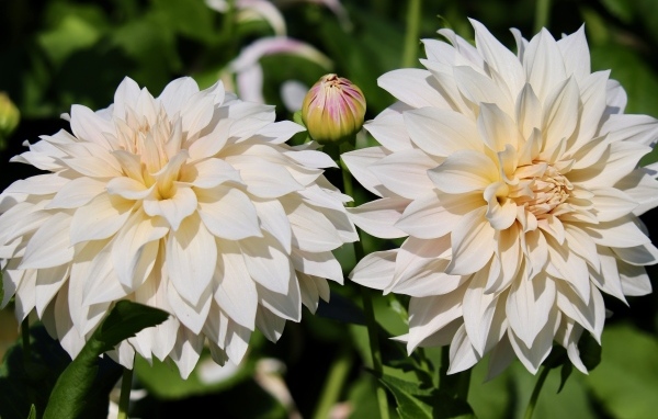 Два белых цветка георгина с бутонами крупным планом