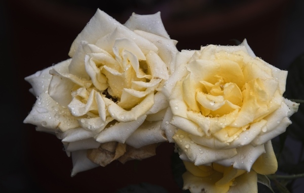 Две белые розы в каплях  росы на черном фоне