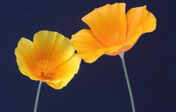 Два желтых цветка эшшольция на синем фоне