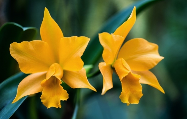 Два желтых нарцисса крупным планом