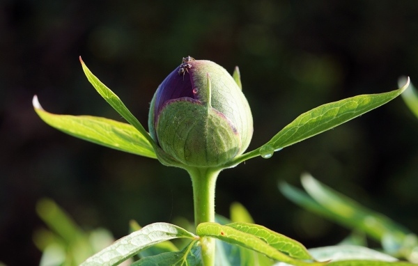 Нераспустившийся бутон пиона крупным планом