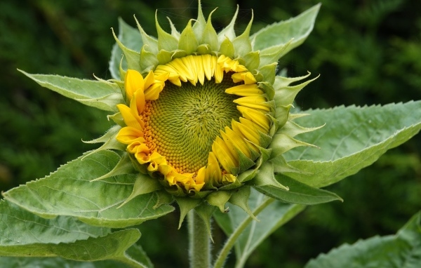 Нераспустившийся цветок подсолнуха крупным планом