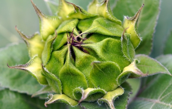 Нераспустившийся цветок подсолнуха крупным планом