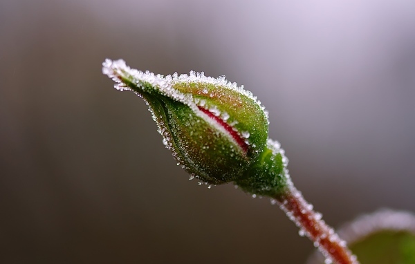 Нераспустившийся бутон розы в инее