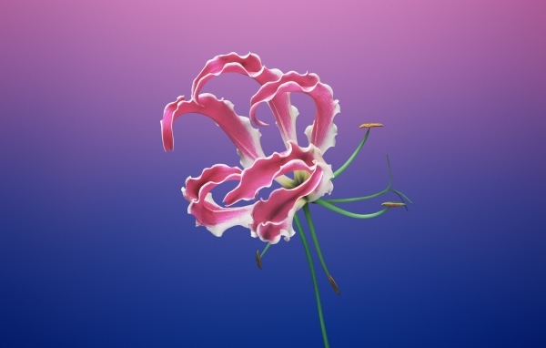 Необычная розовая лилия на синем фоне