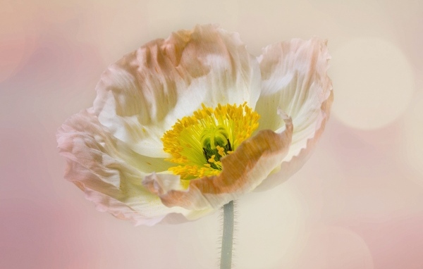 Необыкновенный цветок мака на розовом фоне