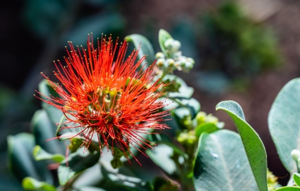 Необычный красный цветок эвкалипта крупным планом