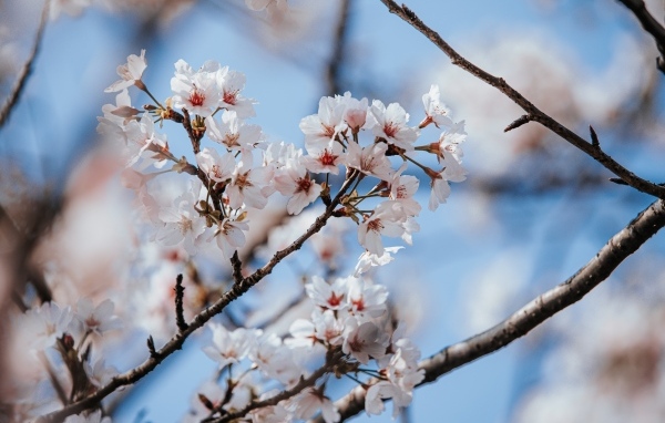 Буйное цветение абрикоса весной