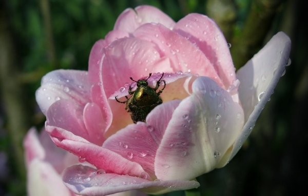Мокрый розовый тюльпан с жуком крупным планом