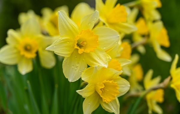Мокрые желтые нарциссы на клумбе
