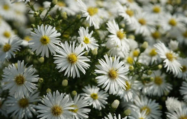 Белые цветы сентябринка крупным планом