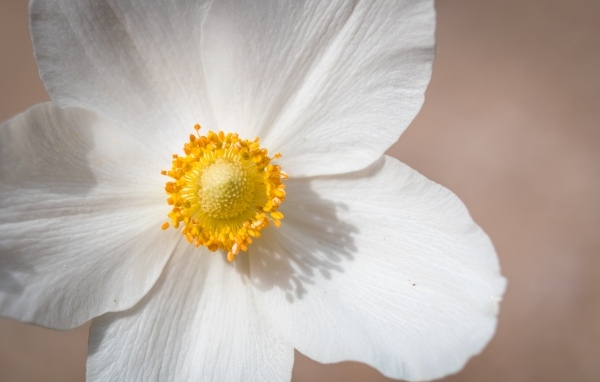 Белый цветок анемоны крупным планом