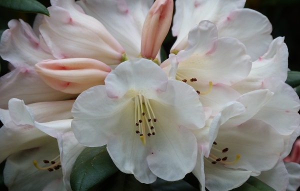 Белые цветы азалии крупным планом