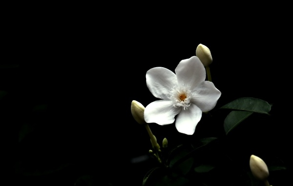 Белый цветок бальзамина с бутонами на черном фоне