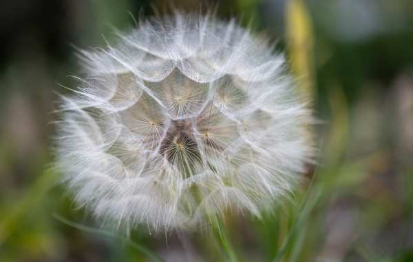 Белый красивый одуванчик крупным планом