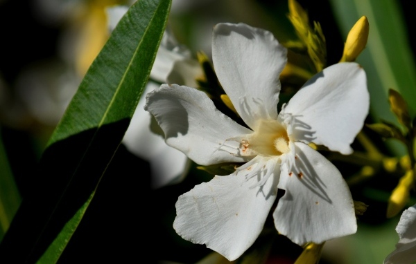 Белые красивые цветы олеандр