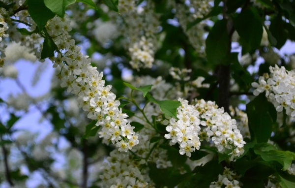 Белые цветы черемухи на ветках весной