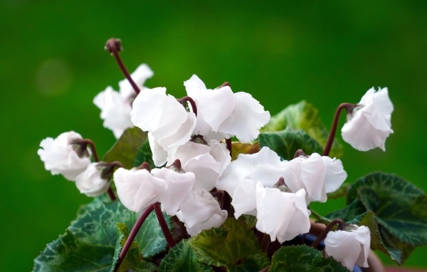 Белый цветущий комнатный цветок цикламен