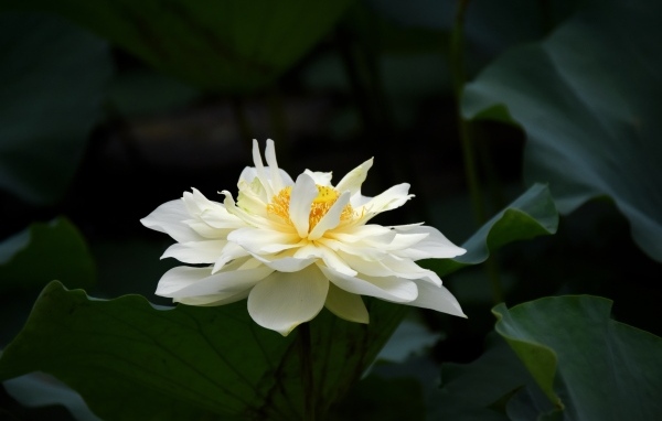 Белый распустившийся цветок лотоса с зелеными листьями