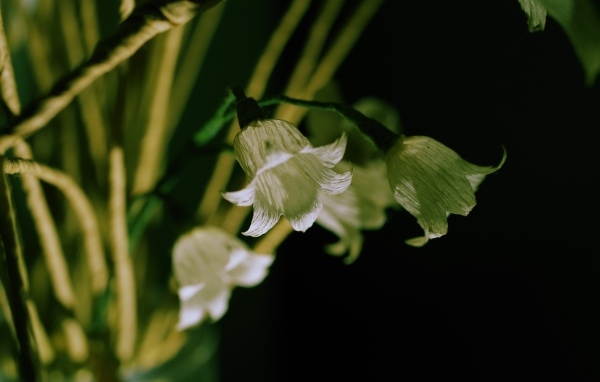 Белые цветы колокольчика крупным планом