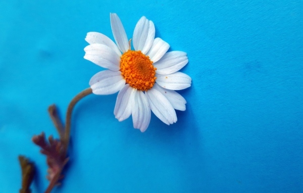 Белый цветок ромашки на голубом фоне