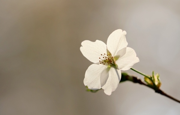 Белый цветок вишни крупным планом на сером фоне