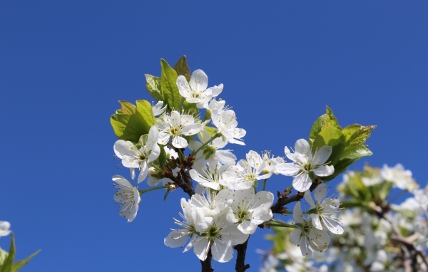 Белые цветы вишни на фоне голубого неба