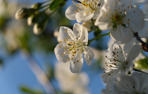Белые цветы вишни распускаются на ветке весной