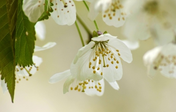 Белые цветы вишни крупным планом