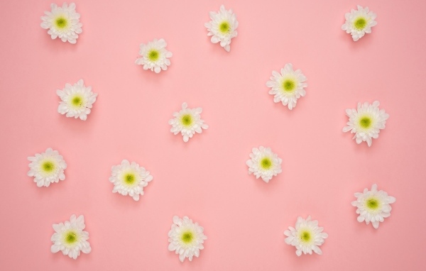 Белые цветы хризантемы на розовом фоне