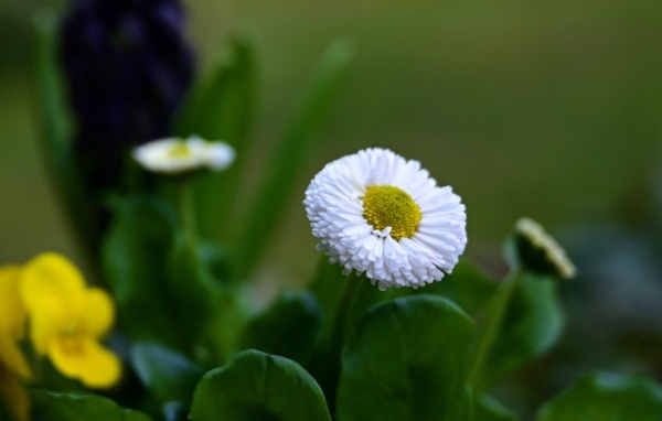Белые маргаритки с зелеными листьями